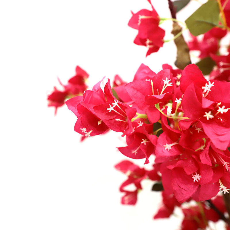 BOUGAINVILLEA  NP0421_210  ΥΨΟΣ 210cm NewPlan - Image 2